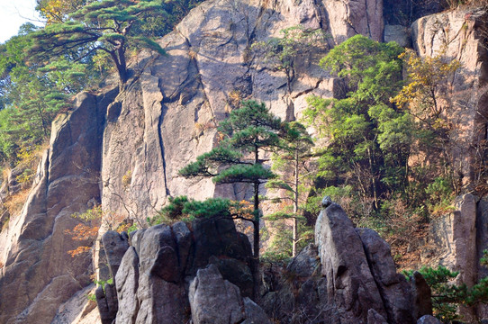 黄山西海大峡谷奇松