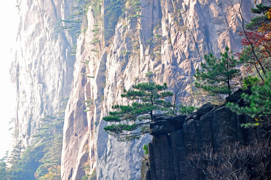 黄山西海大峡谷奇松