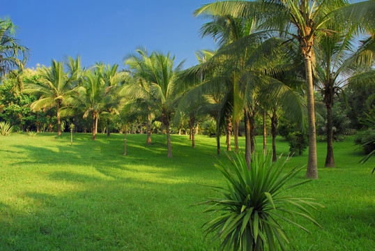 棕榈树 热带植物
