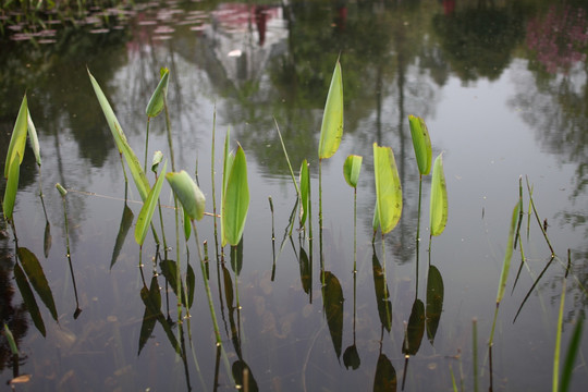 水草