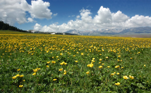 草原 鲜花