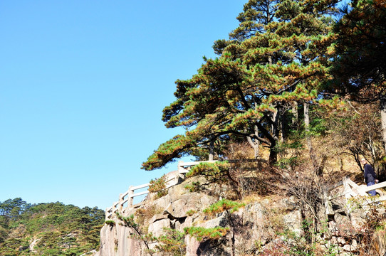 黄山松