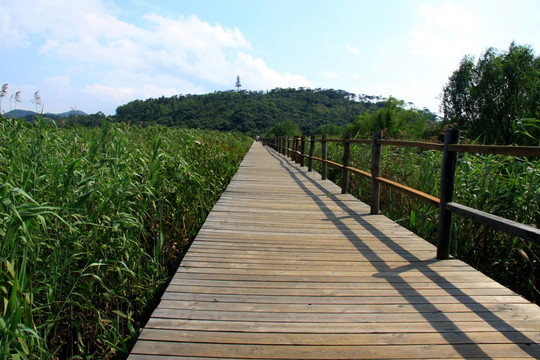 木桥绿色生态风景