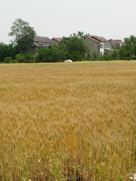 金黄的麦田与绿树村庄
