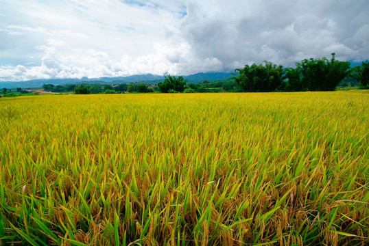 有凤尾竹的贡米之乡的稻田