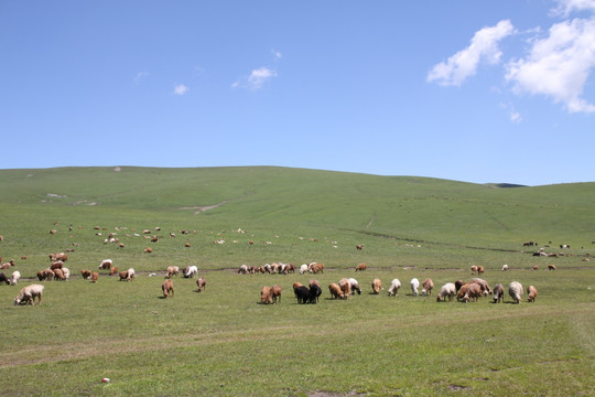 新疆 草原