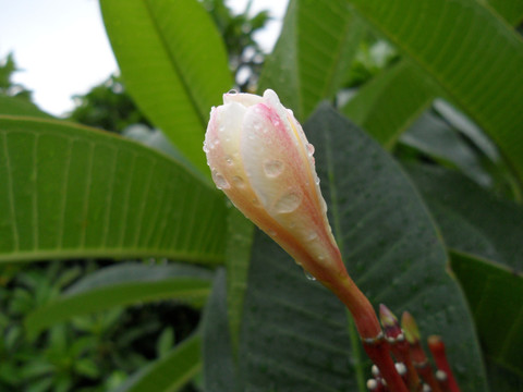 鸡蛋花