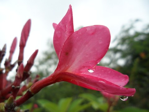 鸡蛋花