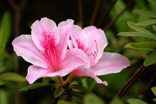 杜鹃花