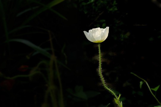 丽春花