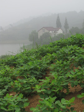 雨雾中的山野农庄与花生田