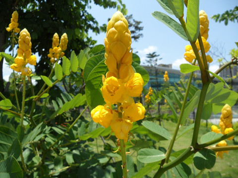 蜡烛花