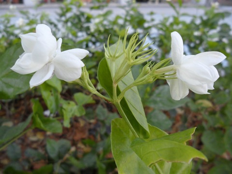 茉莉花