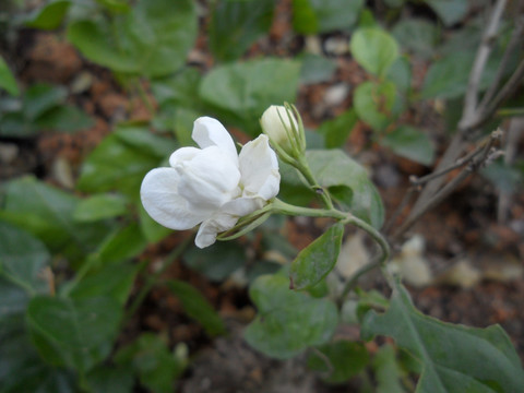 茉莉花