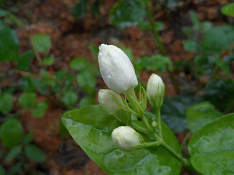 茉莉花