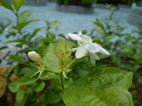 茉莉花