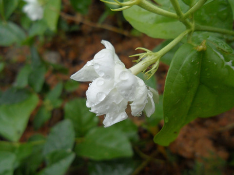 茉莉花