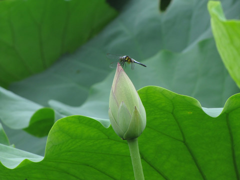 荷花与荷叶、蜻蜓