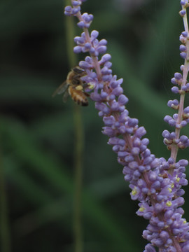 蜜蜂与花