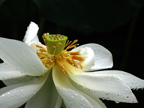 荷花 花瓣 花蕊 莲蓬