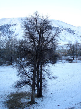 雪中树