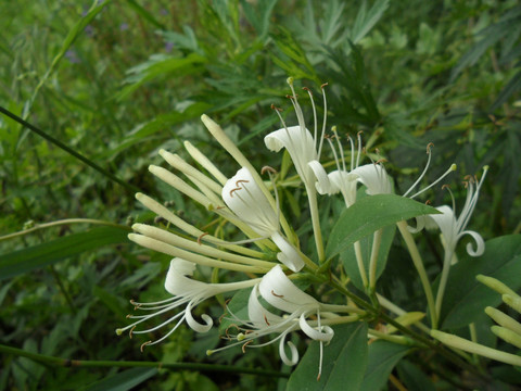 金银花