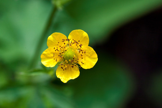 小黄花