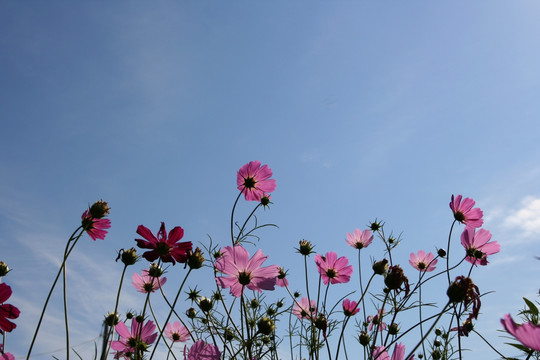 格桑花