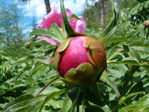 野芍药