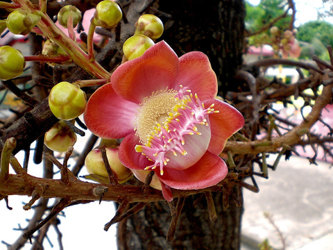 菩提树花