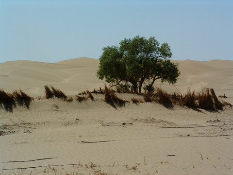 沙漠中的一棵树