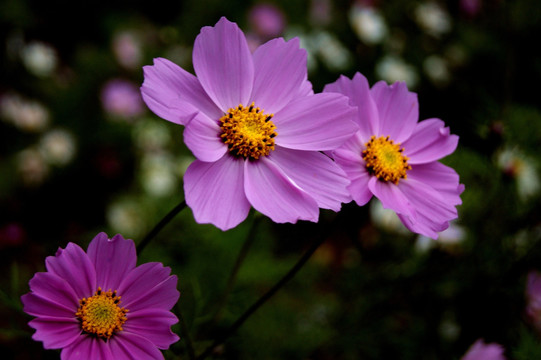 春花烂漫