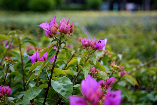 春花烂漫