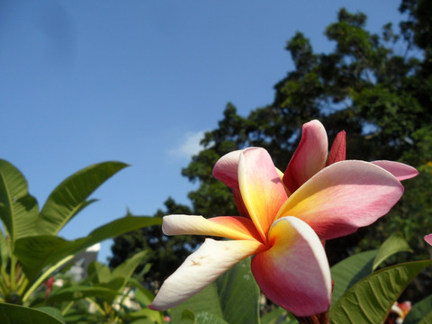 鸡蛋花