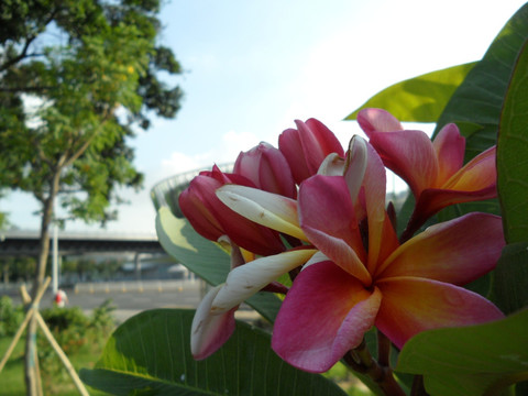 鸡蛋花