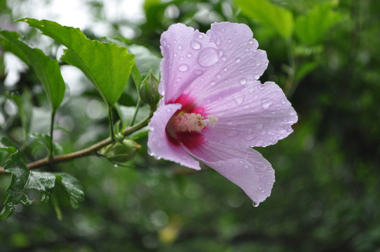 木槿花