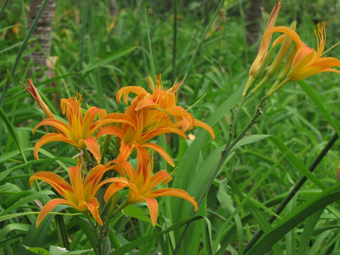 黄花菜 忘忧草 金针菜