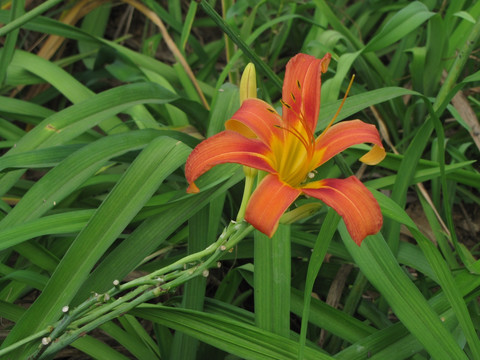 黄花菜 忘忧草 金针菜