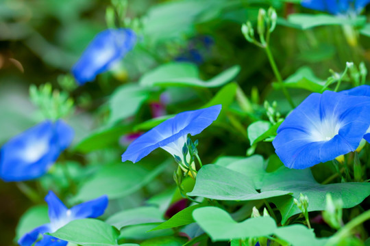 牵牛花