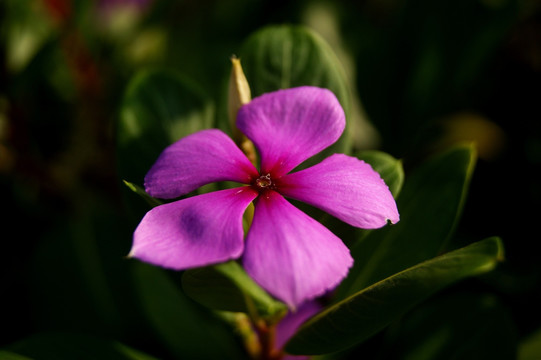 长春花