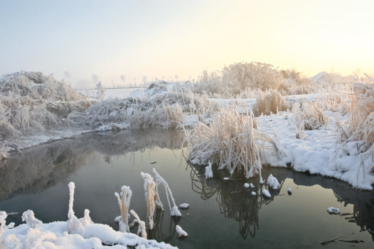 冬雪