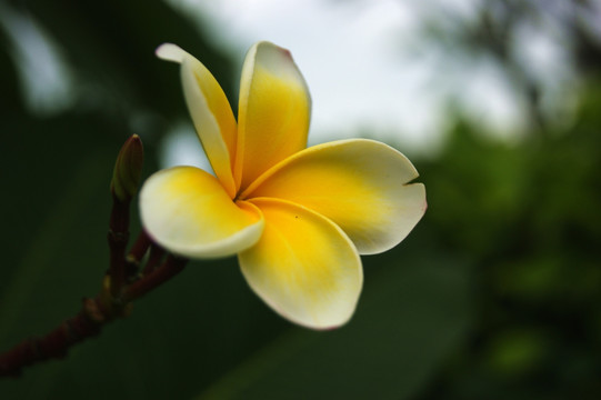 鸡蛋花