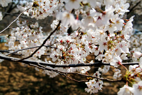 樱花