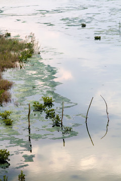 沿海滩涂