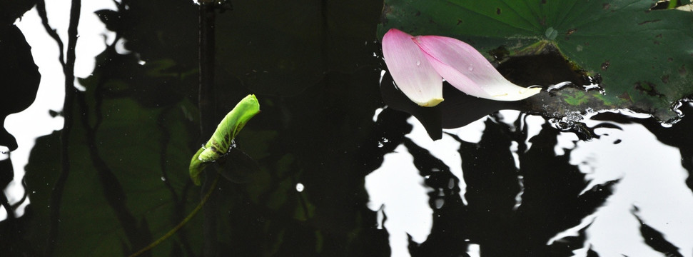 花瓣