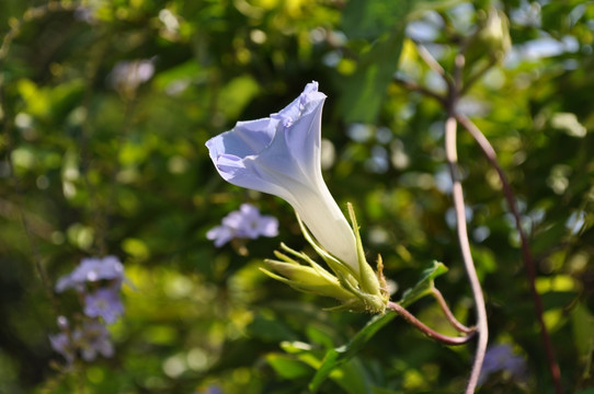 牵牛花