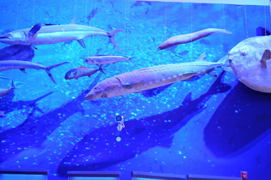 鲸 海豚 鲸鱼 深海鱼 海洋馆