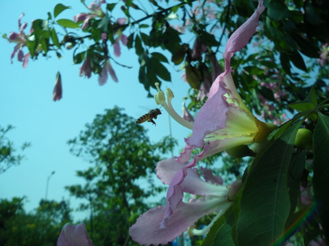 美丽异木棉 蜜蜂