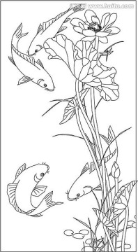 荷花魚(yú)