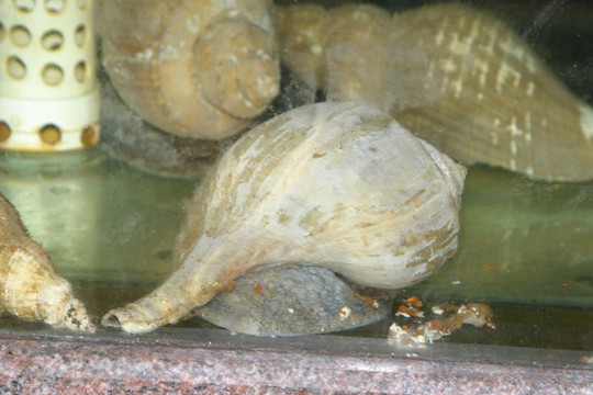 大海螺